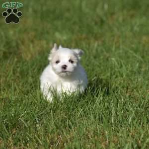 Winston, Maltese Puppy